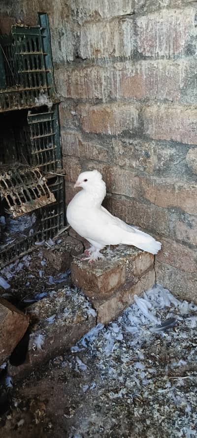 white mokhi for sale breeder male hai