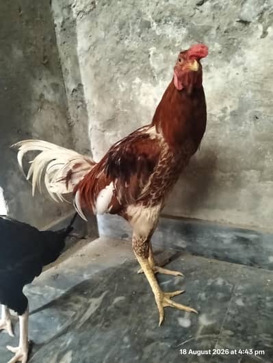 Aseel desi cross eggs
