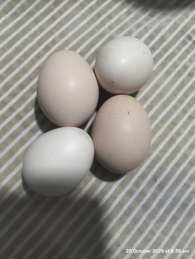 Aseel desi cross eggs
