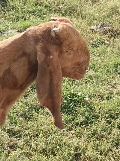 sheera female with male kid healthy active