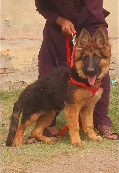 German Shepherd long coat 3 month female for sale