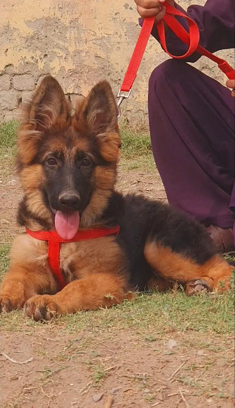 German Shepherd long coat 3 month female for sale — photo 2