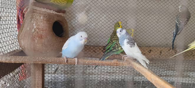 Australian Parrots