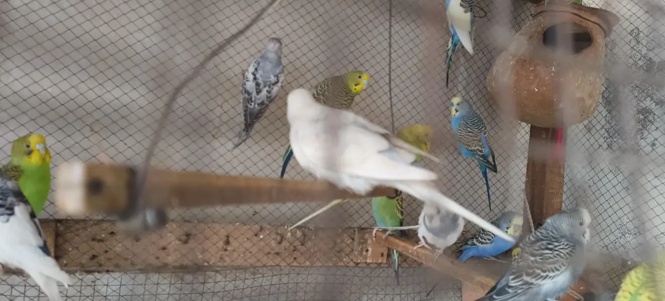 Australian Parrots — photo 2