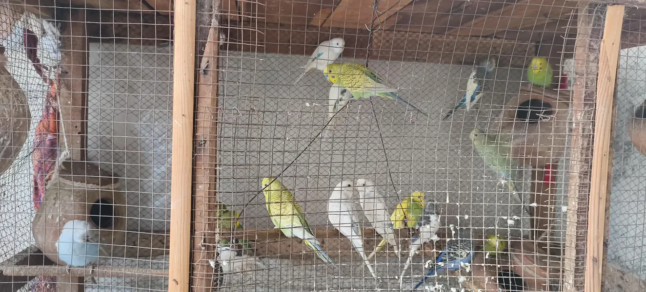 Australian Parrots — photo 3