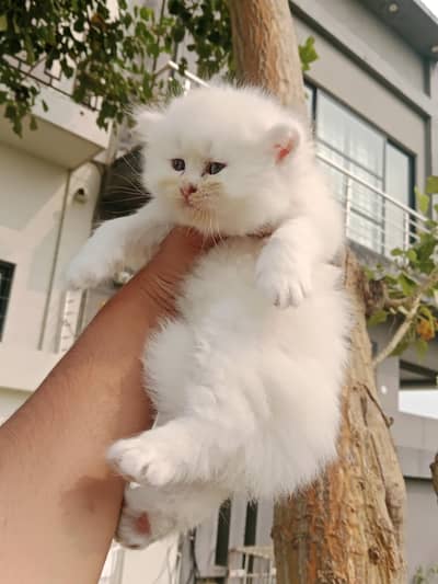 triple coat kitten for sale in lahore reasonable price only