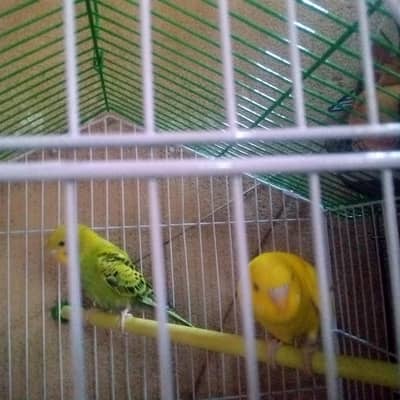 young Budgie pair for sell