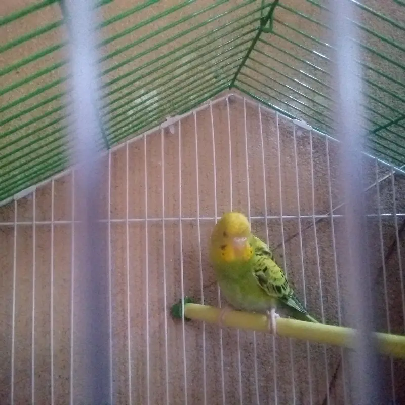 young Budgie pair for sell — photo 2