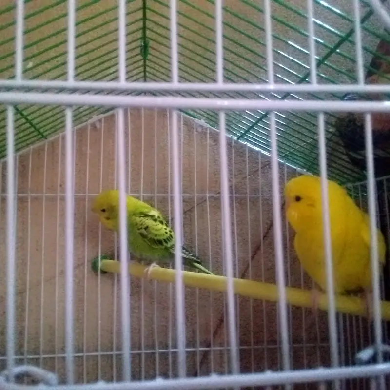 young Budgie pair for sell — photo 3