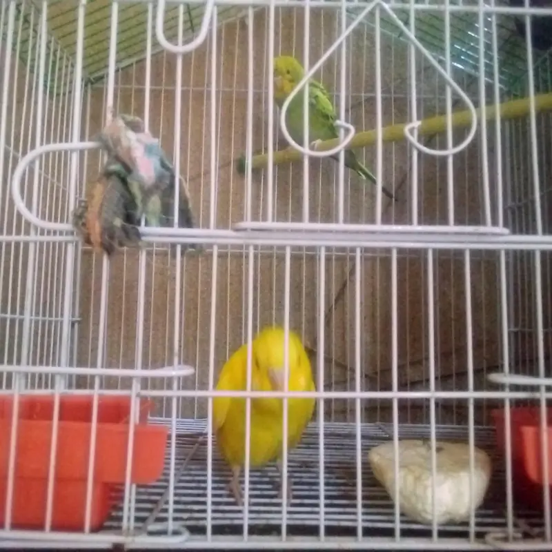 young Budgie pair for sell — photo 4