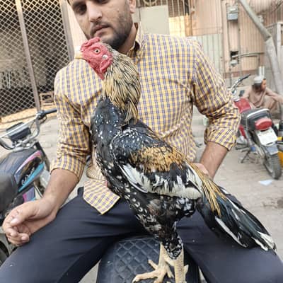 Pure Aseel Bird