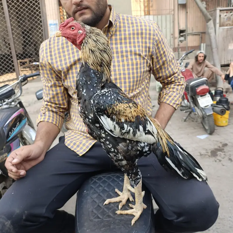 Pure Aseel Bird — photo 2