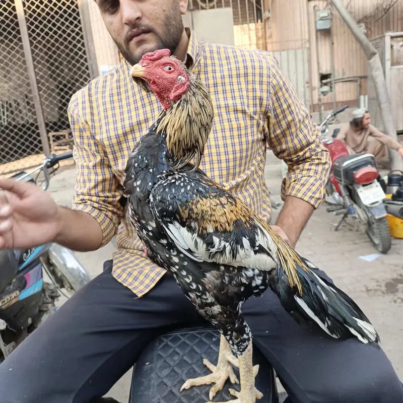 Pure Aseel Bird — photo 4