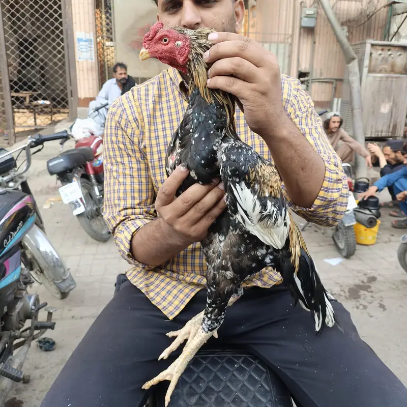 Pure Aseel Bird — photo 5