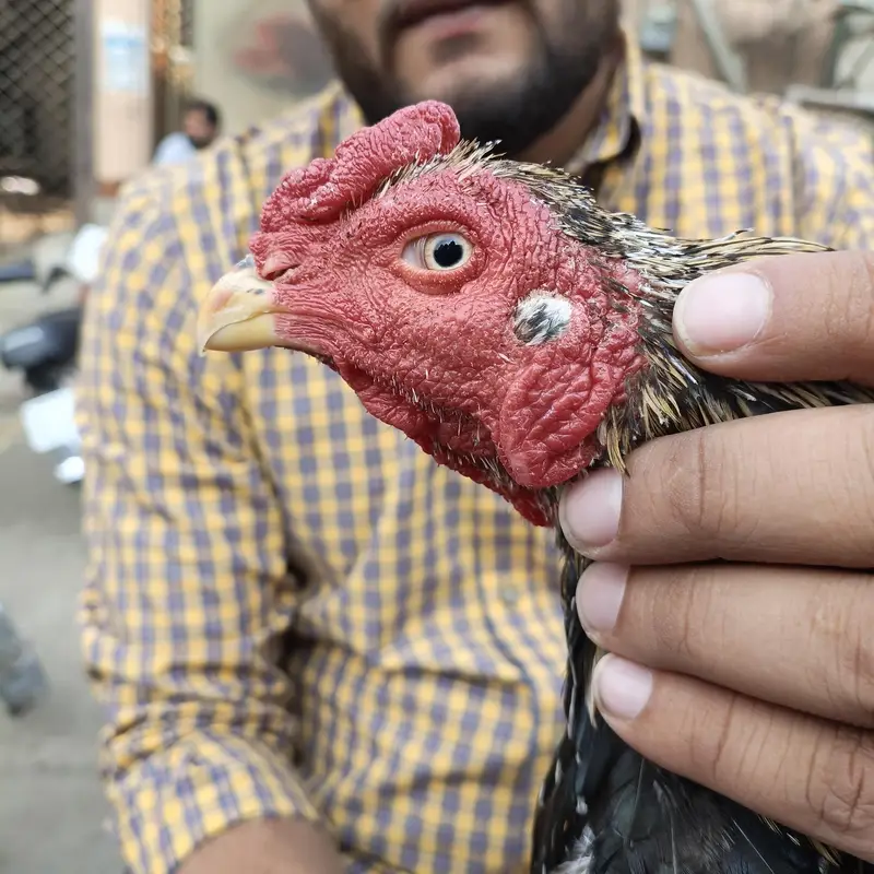 Pure Aseel Bird — photo 6