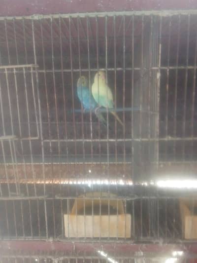 full setup sale finch 1000 pair bajr 1200i dove800 cocktail  5000