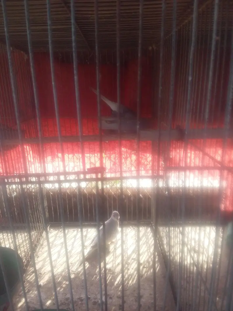 full setup sale finch 1000 pair bajr 1200i dove800 cocktail  5000 — photo 4