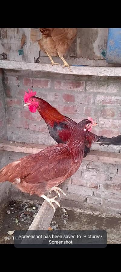 Desi murgian eggs wali