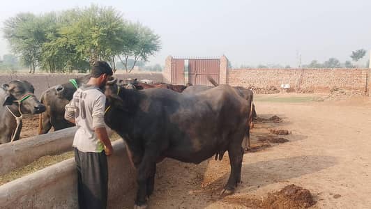Buffalo