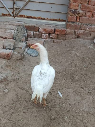 2 heera aseel female ando k liay ready hai