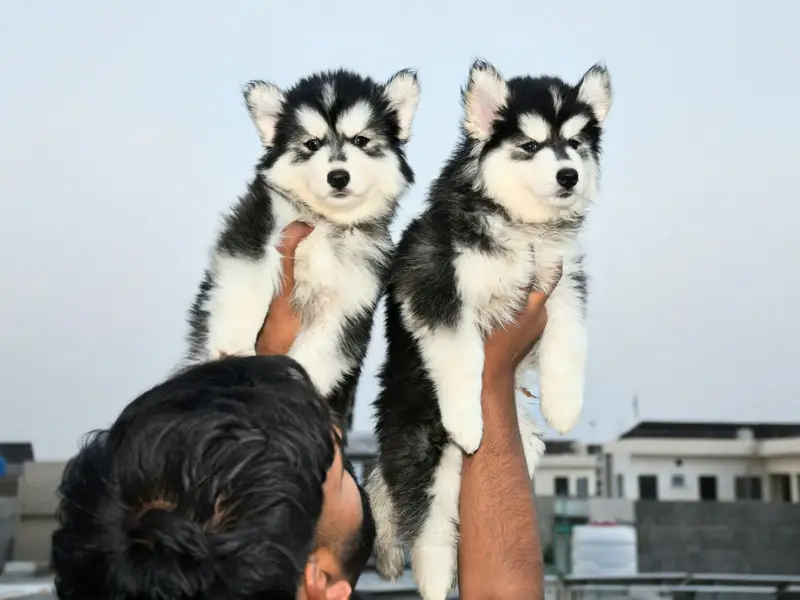 Husky puppies available for sale , white husky puppy, Husky puppy — photo 2