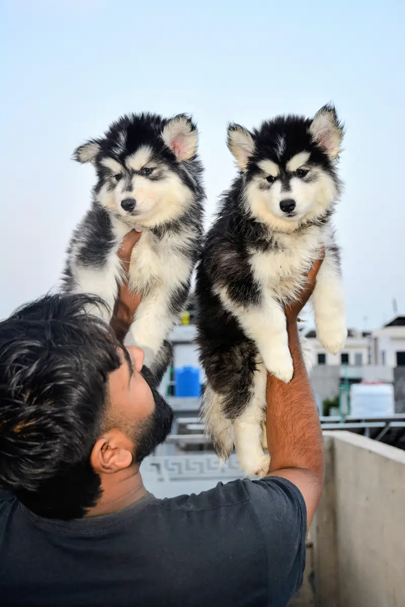 Husky puppies available for sale , white husky puppy, Husky puppy — photo 4