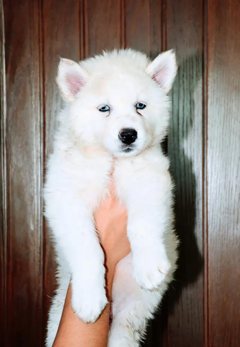 Husky puppies available for sale , white husky puppy, Husky puppy — photo 7