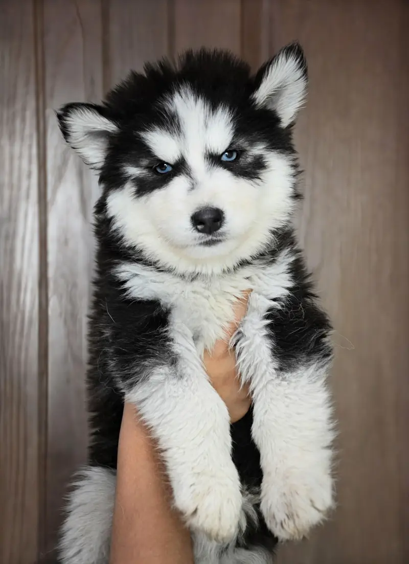 Husky puppies available for sale , white husky puppy, Husky puppy — photo 8