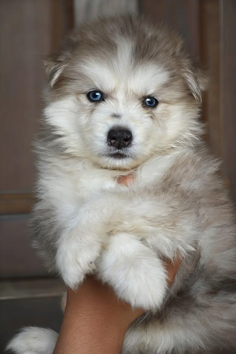 Husky puppies available for sale , white husky puppy, Husky puppy — photo 10