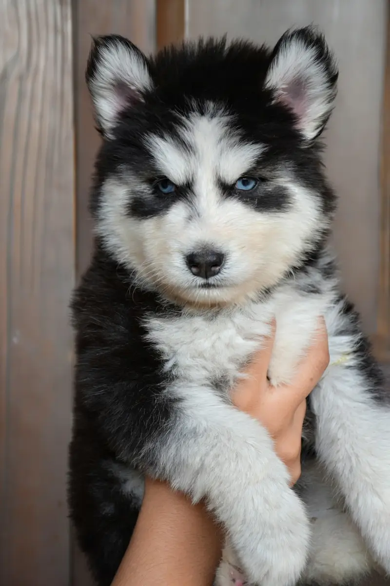 Husky puppies available for sale , white husky puppy, Husky puppy — photo 11
