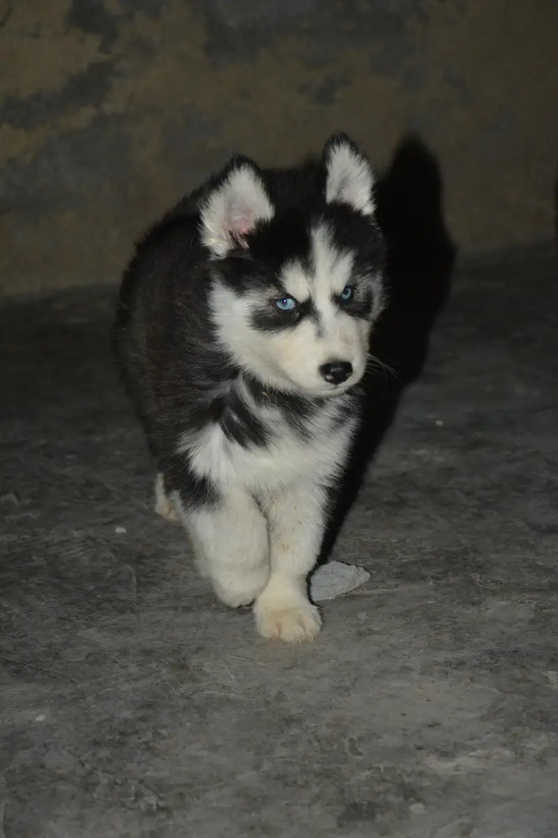 Husky puppies available for sale , white husky puppy, Husky puppy — photo 12