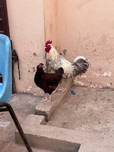 hens for sale