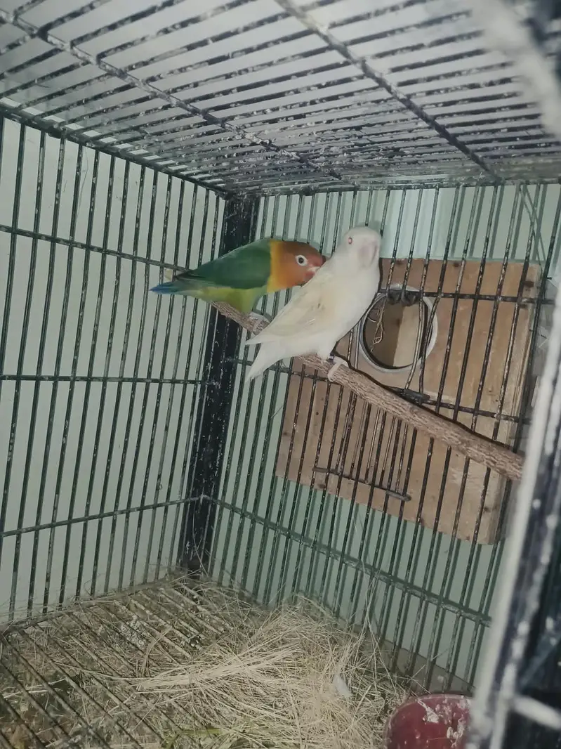 cocktail. . 4 pieces. Red eyes eno. . lovebird dioulut. opline. etc — photo 2
