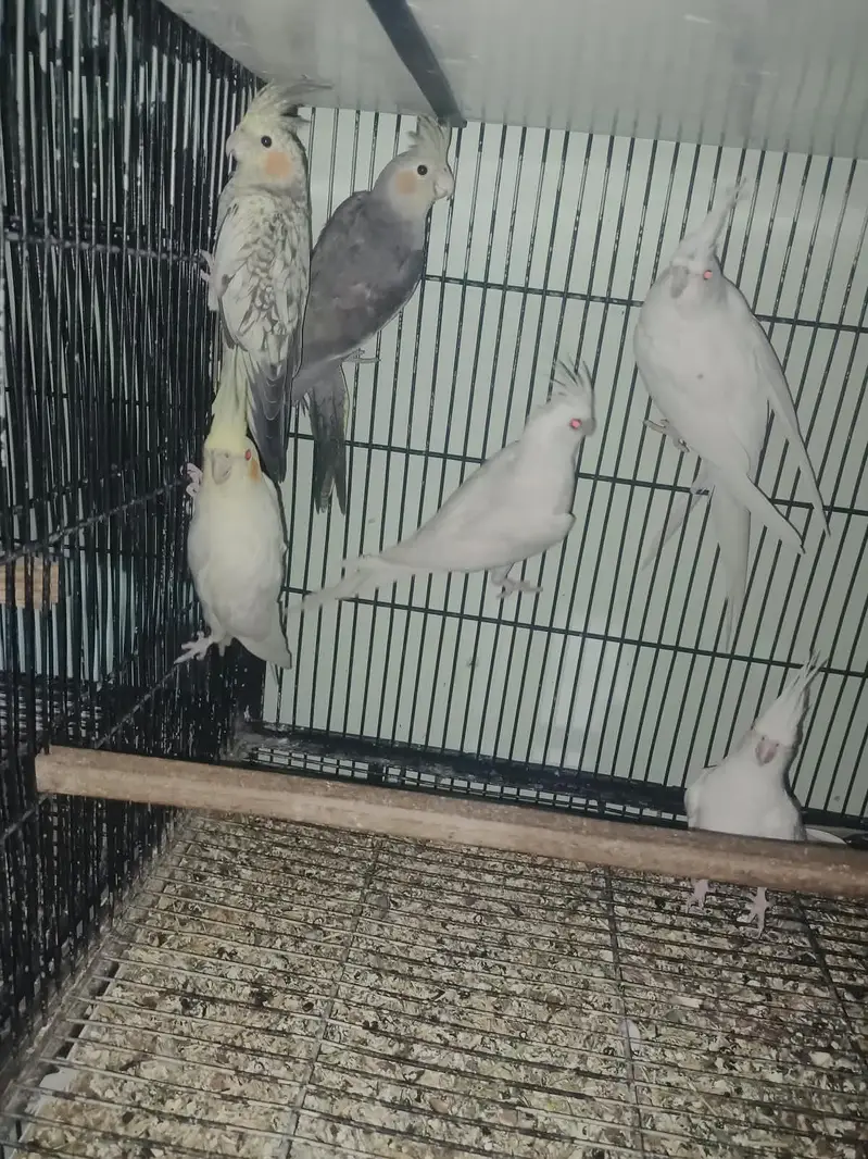 cocktail. . 4 pieces. Red eyes eno. . lovebird dioulut. opline. etc — photo 4
