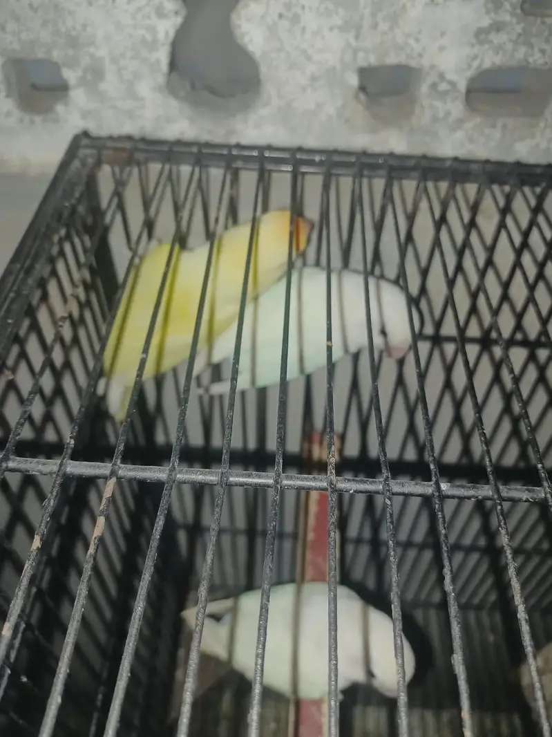 cocktail. . 4 pieces. Red eyes eno. . lovebird dioulut. opline. etc — photo 7