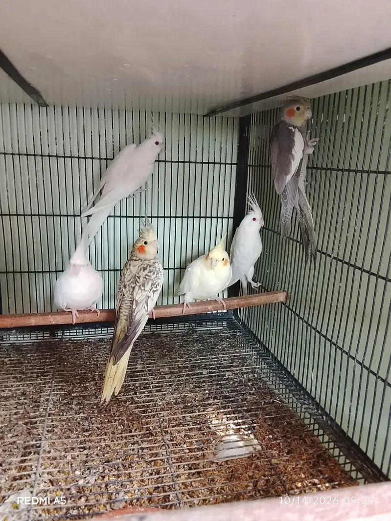 cocktail. . 4 pieces. Red eyes eno. . lovebird dioulut. opline. etc — photo 8