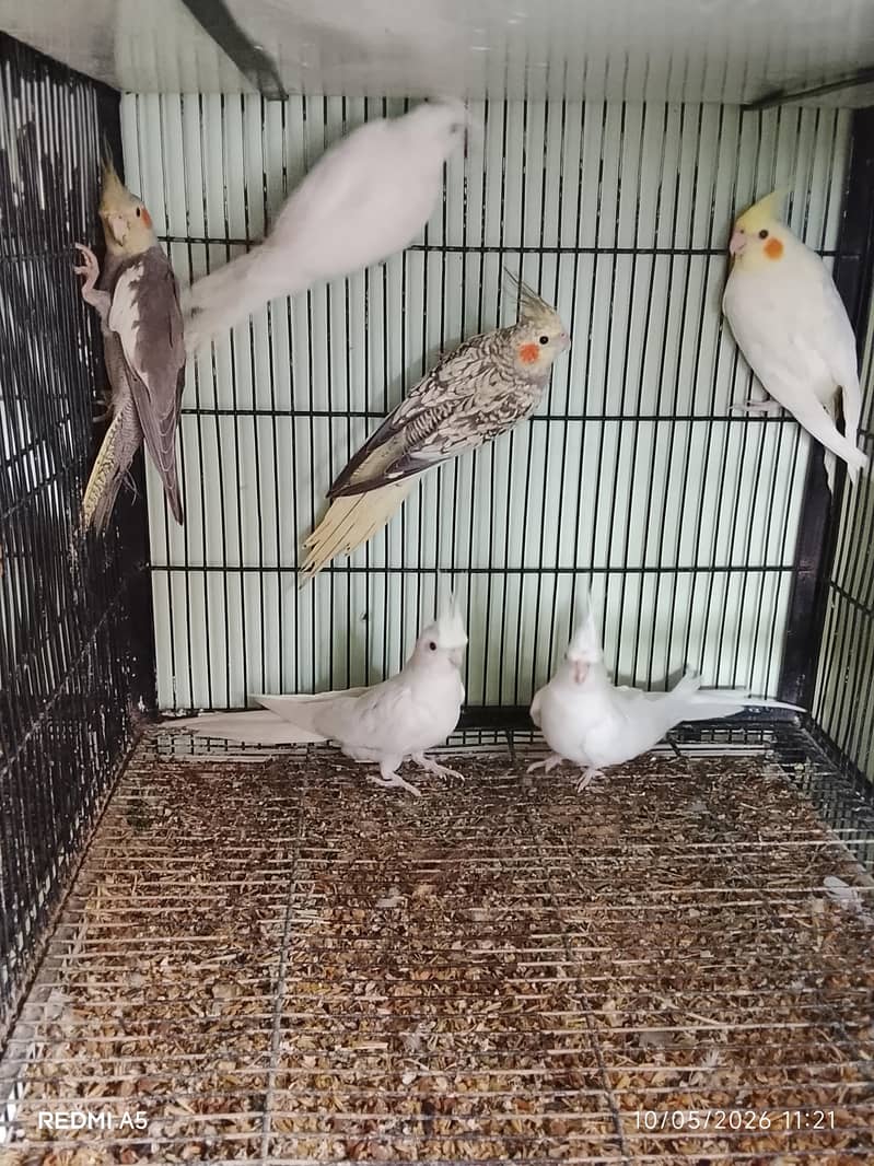 cocktail. . 4 pieces. Red eyes eno. . lovebird dioulut. opline. etc ...