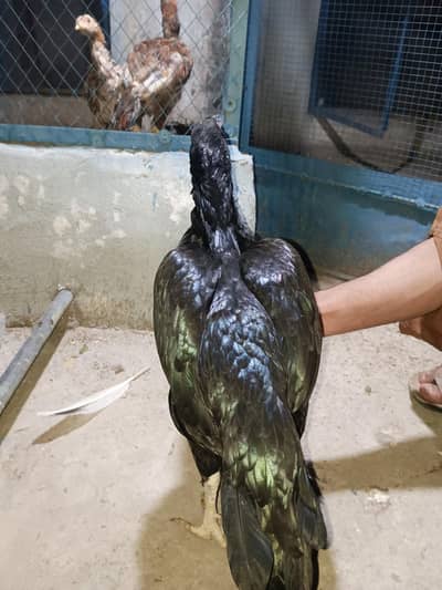 Aseel breeder Madi for sale