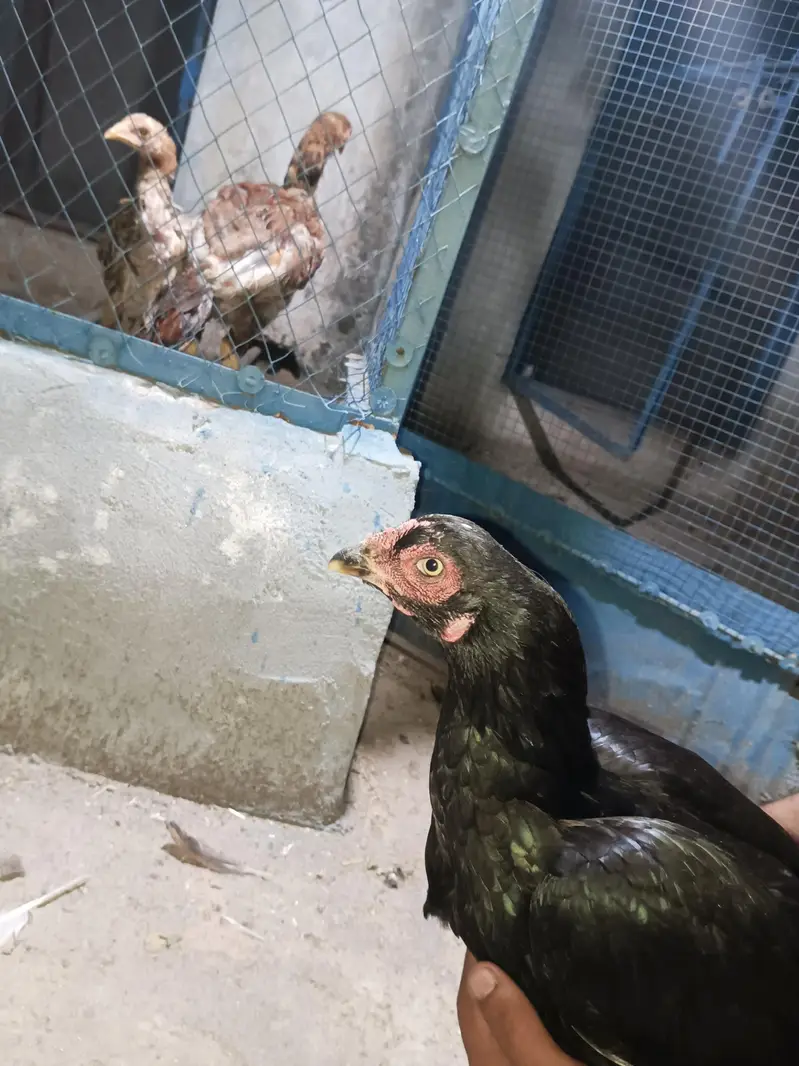 Aseel breeder Madi for sale — photo 3