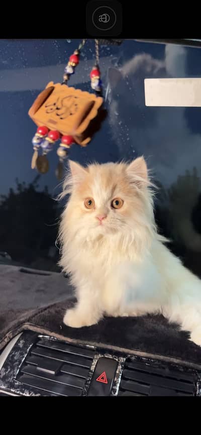 03245371283 contact for buy triple coated Persian cat.