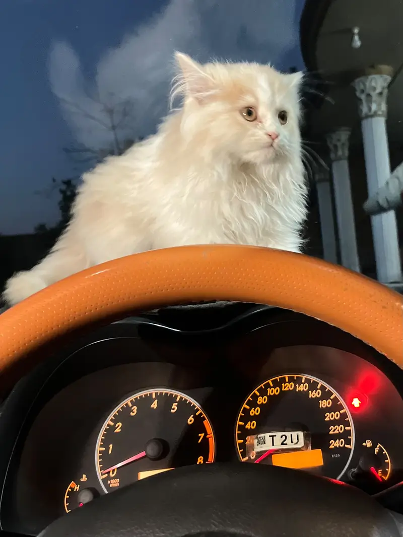 03245371283 contact for buy triple coated Persian cat. — photo 2