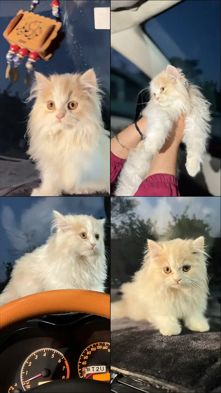 03245371283 contact for buy triple coated Persian cat. — photo 3