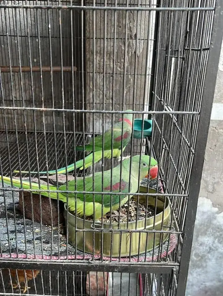 Full Size - Hand Tame`  `Rao Parrot Breeder - Ghar Ka Pala Hua` — photo 2