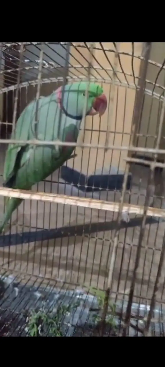 Full Size - Hand Tame`  `Rao Parrot Breeder - Ghar Ka Pala Hua` — photo 3