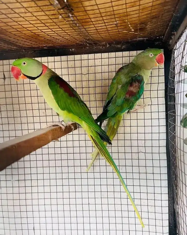 Full Size - Hand Tame`  `Rao Parrot Breeder - Ghar Ka Pala Hua` — photo 4