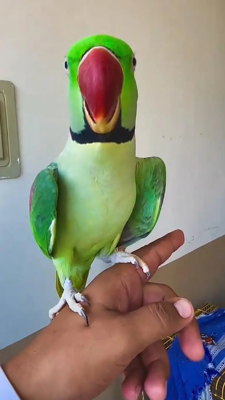 Full Size - Hand Tame`  `Rao Parrot Breeder - Ghar Ka Pala Hua` — photo 6