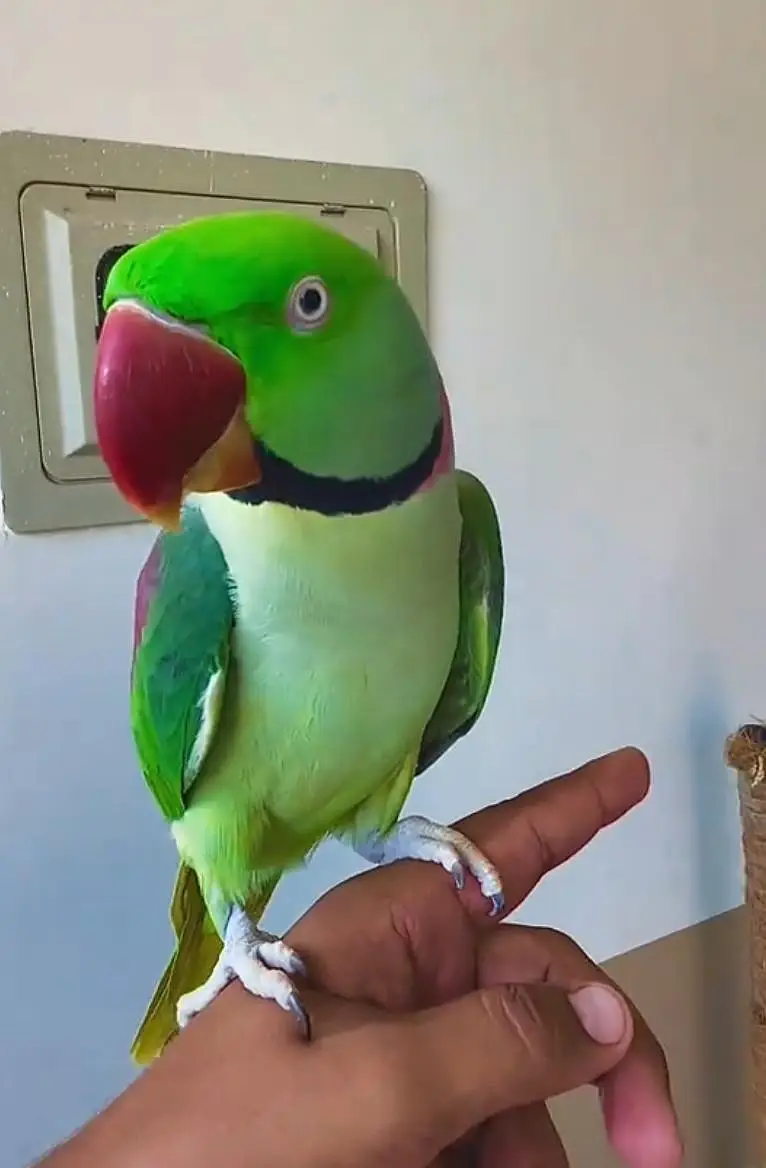 Full Size - Hand Tame`  `Rao Parrot Breeder - Ghar Ka Pala Hua` — photo 7