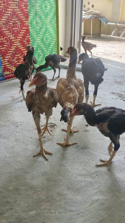 shamoo/female/females/murghi/murgi/eggs/shamo