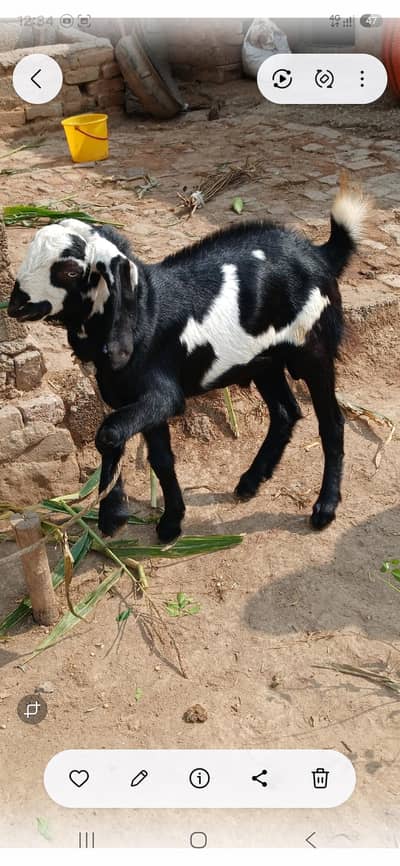 Bakra male for sale