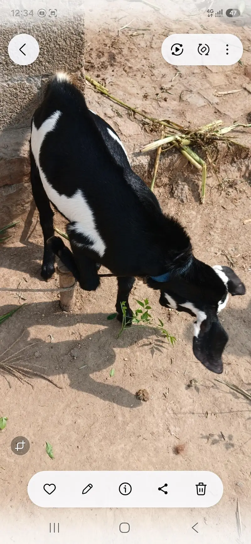 Bakra male for sale — photo 2